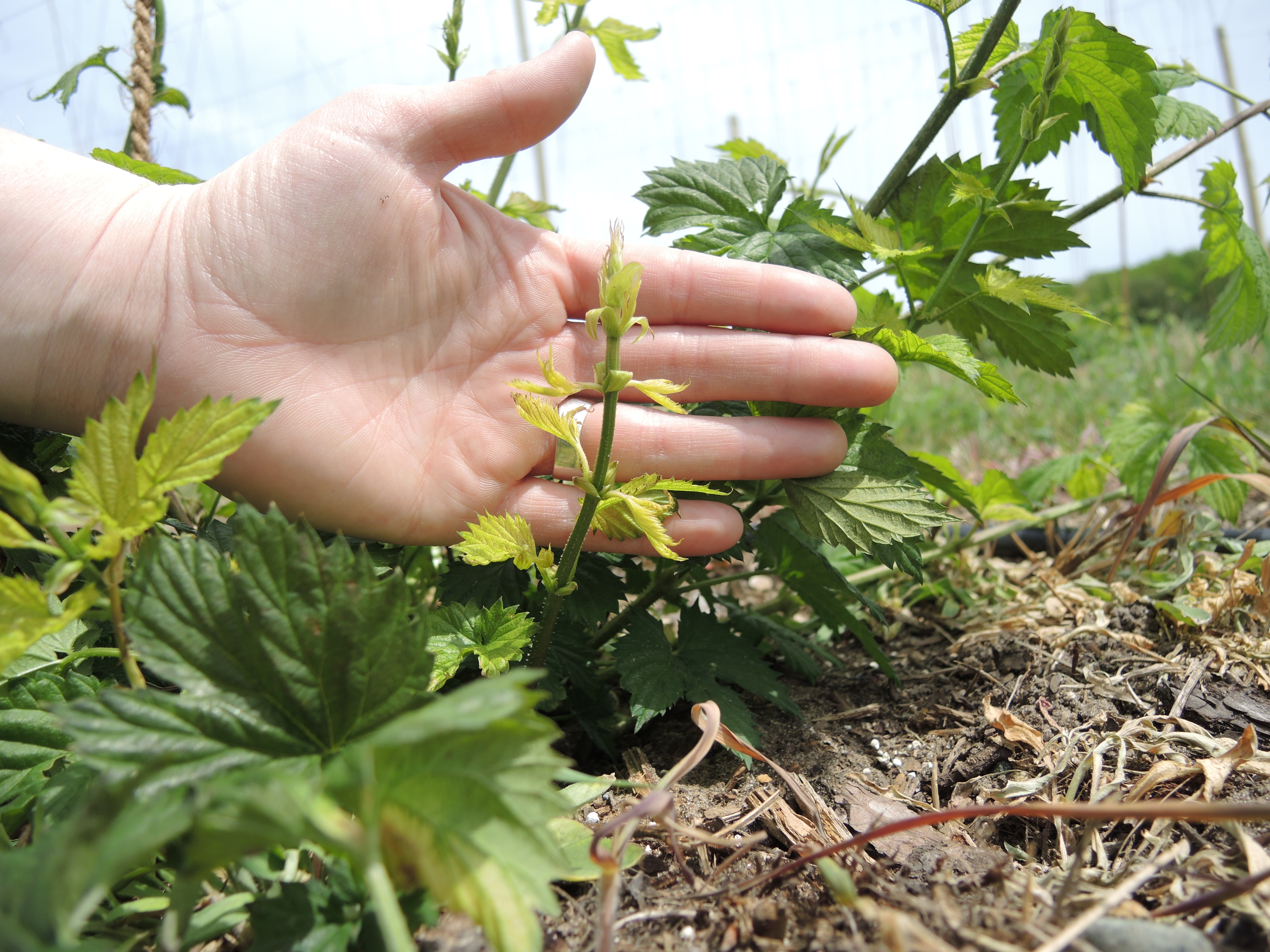 Downy mildew spikes